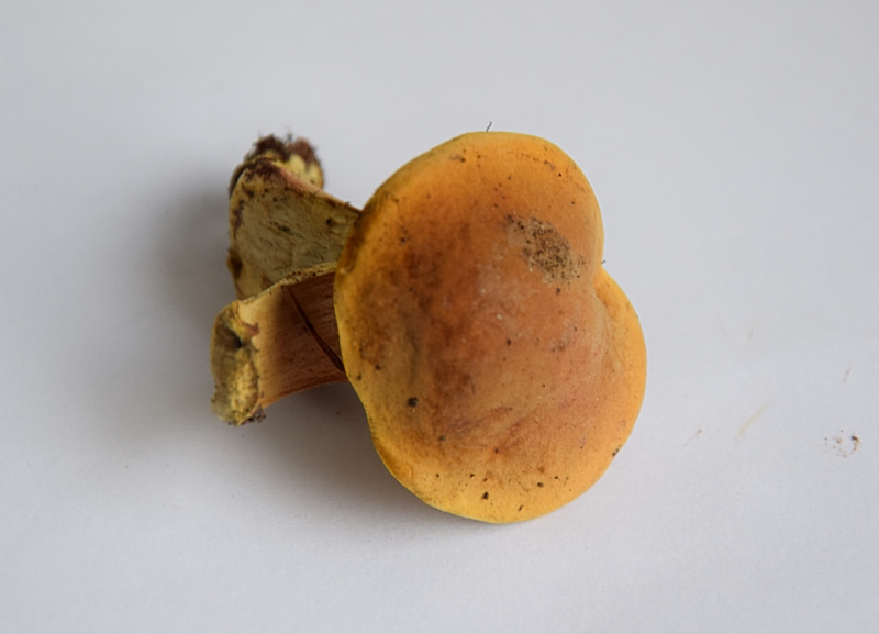 Xerocomus sp._1.8.jpg