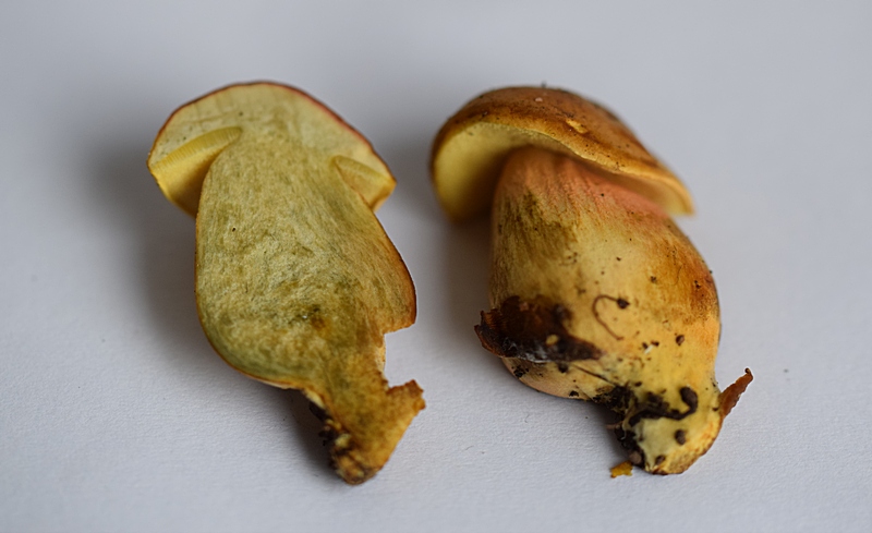 Xerocomus sp._1.9.jpg