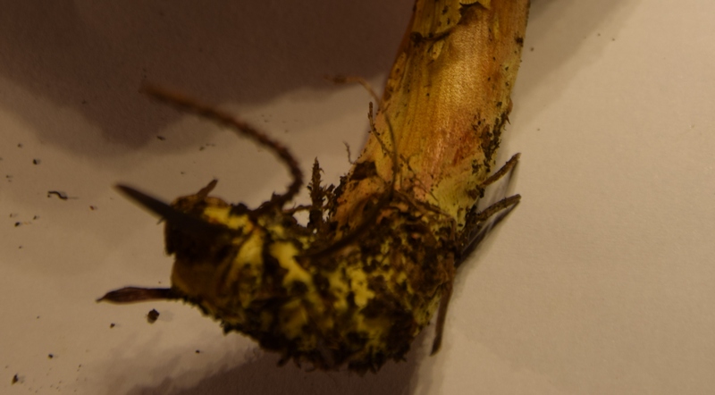 Xerocomus sp._1.5ba.jpg