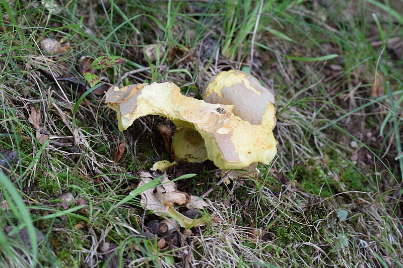 Boletus impolitus_1.1.jpg
