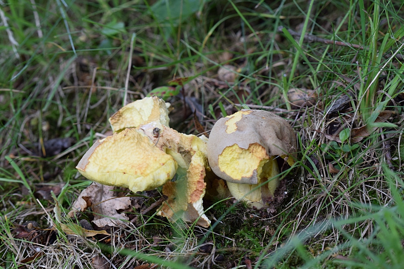 Boletus impolitus_1.2.jpg