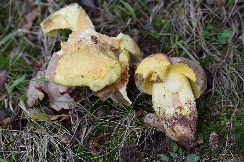 Boletus impolitus_1.3.jpg