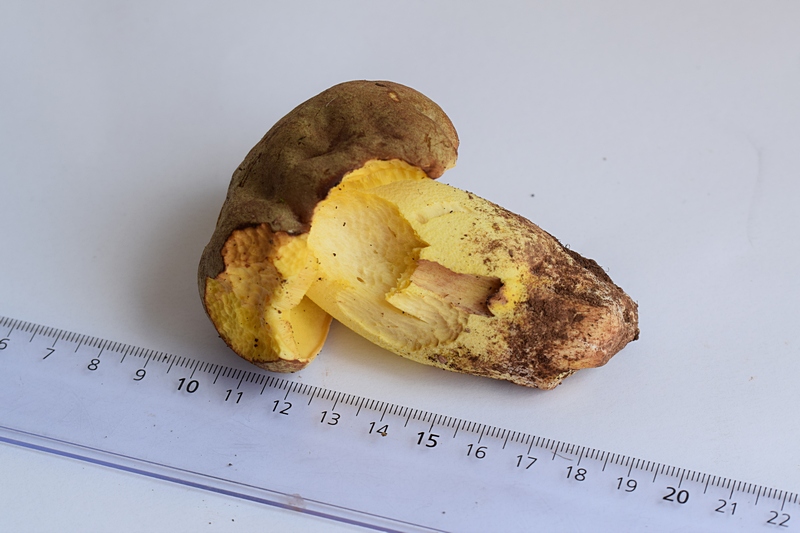 Boletus impolitus_1.8.jpg