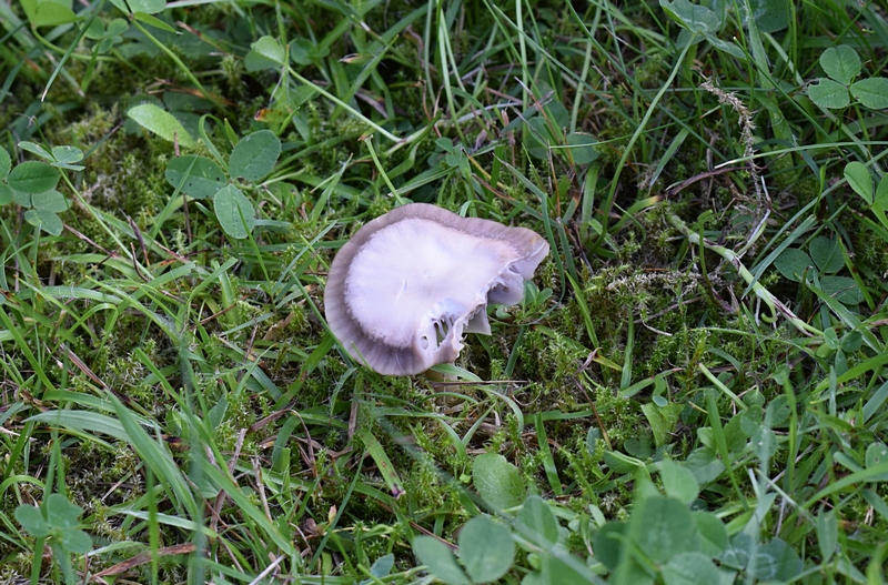 Hygrocybe lacmus_1.0.jpg