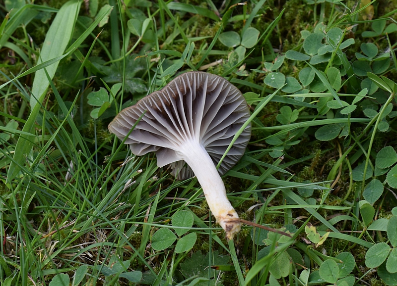 Hygrocybe lacmus_1.1.jpg