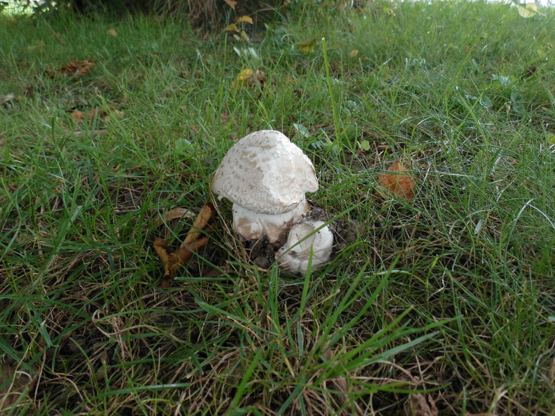 A. strobiliformis.jpg