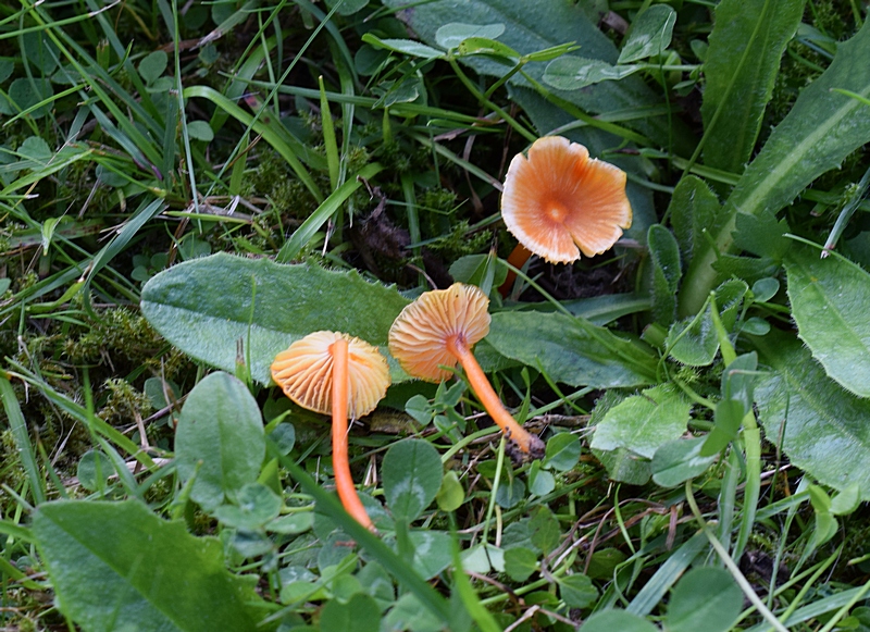 Hygrocybe insipida.jpg