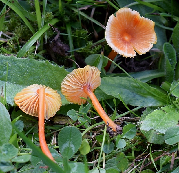 Hygrocybe insipida_1.3.jpg