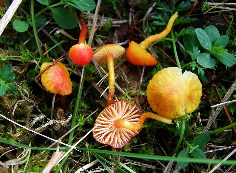 Hygrocybe insipida = Gelbrandiger Saftling.JPG