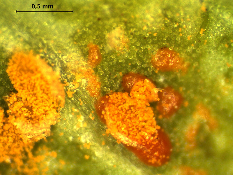 Coleosporium_tussilaginis_03.JPG
