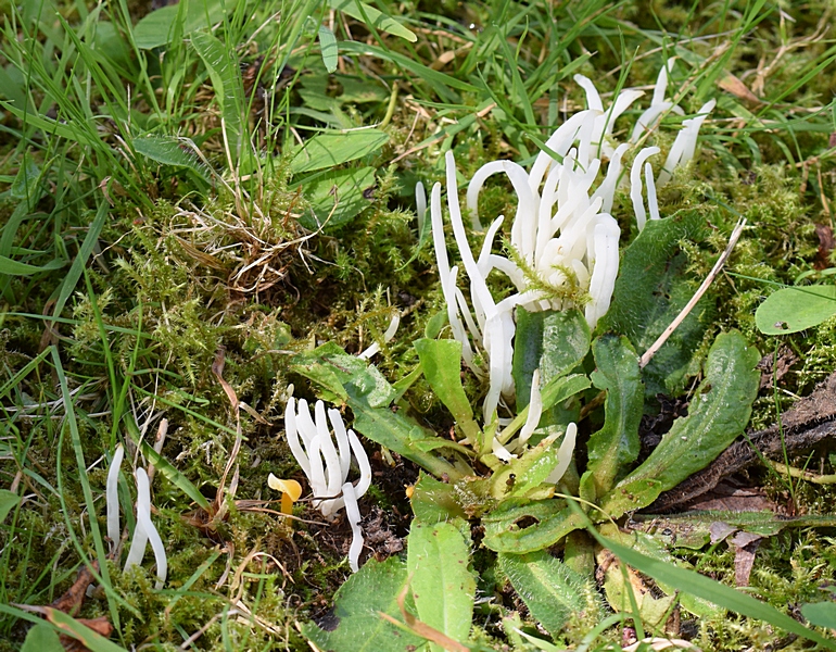 Clavaria fragilis_1.3.jpg