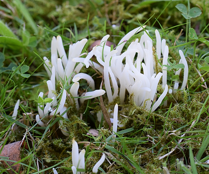 Clavaria fragilis_1.1.jpg