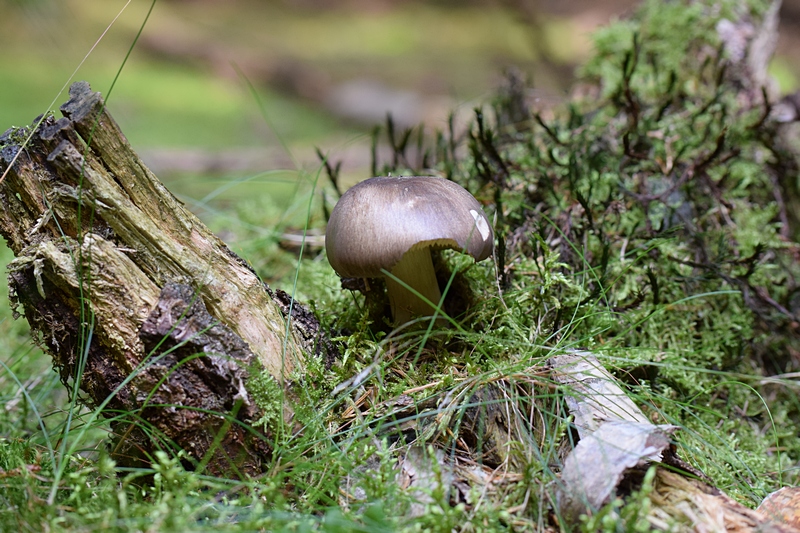 Megacollybia platyphylla_1.0.JPG