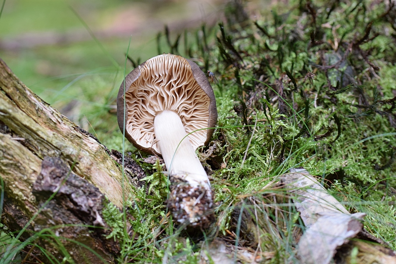 Megacollybia platyphylla_1.1.JPG