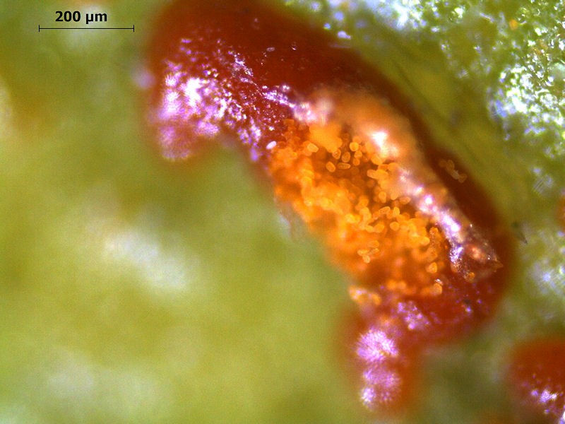 Coleosporium_tussilaginis_04.JPG