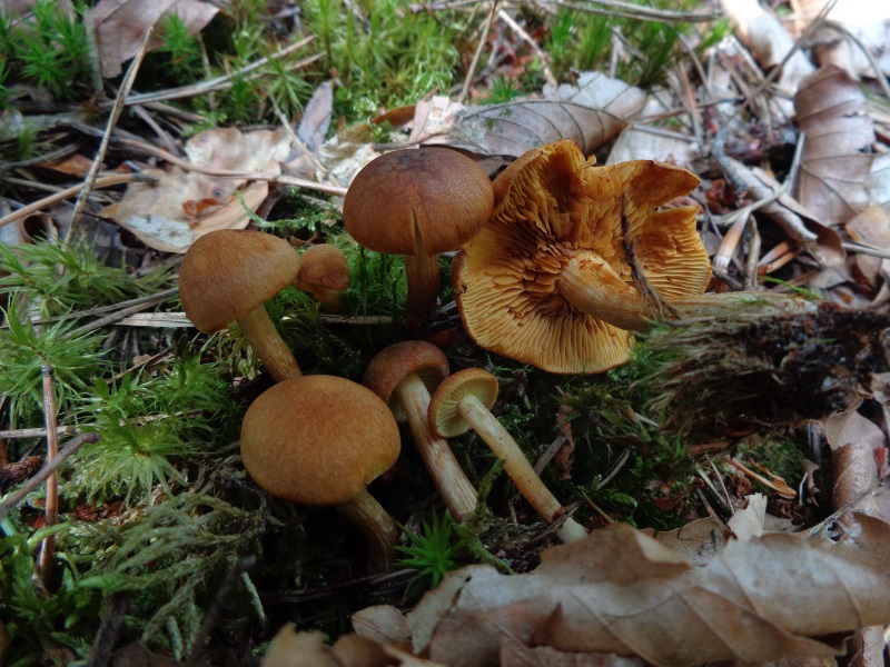 DSC02401.jpg