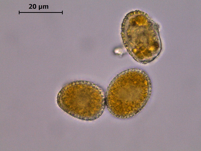 Coleosporium_tussilaginis_05.JPG