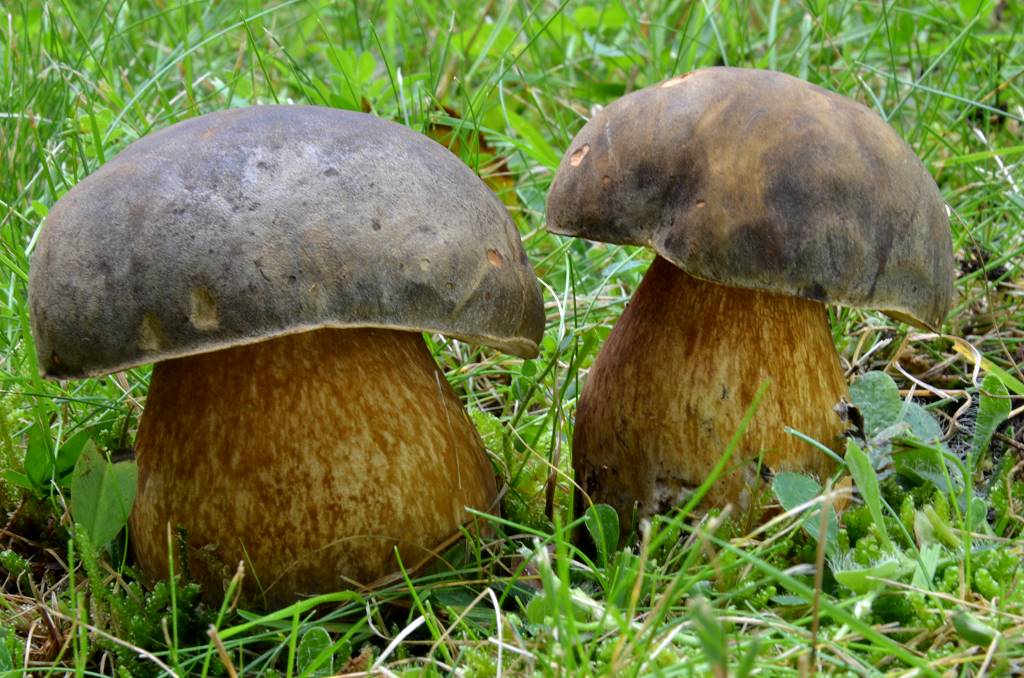 Boletus_aereus.jpg