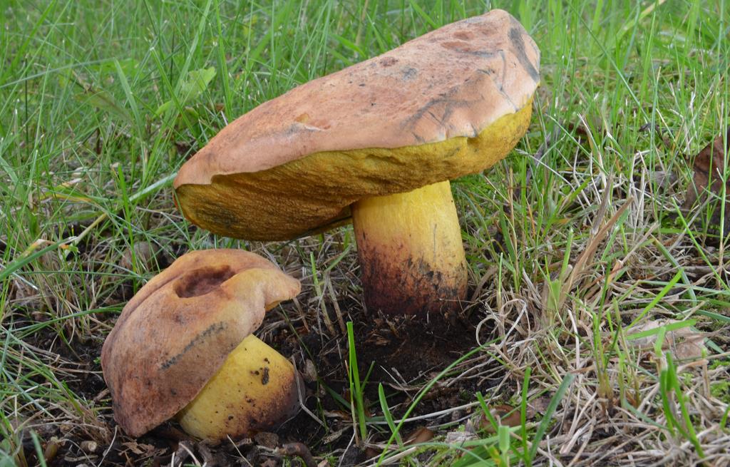 Boletus_queletii.jpg