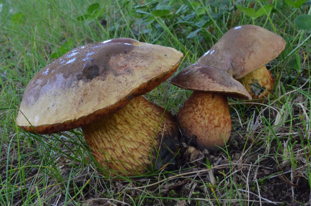 Boletus_luridus.jpg