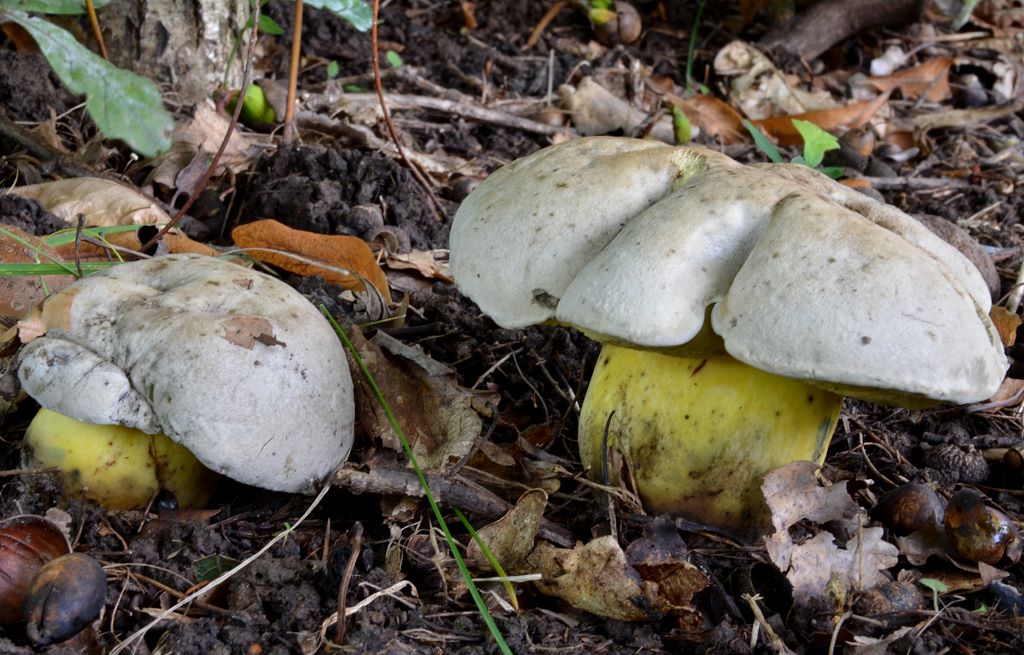 Boletus__radicans.jpg