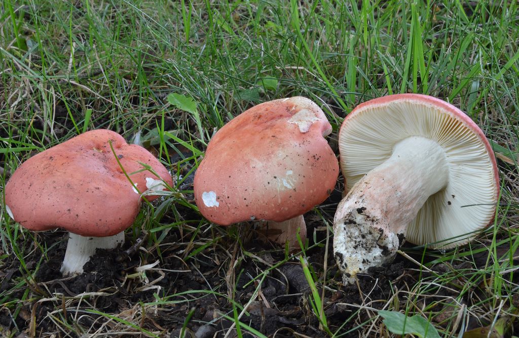 Russula_spec.jpg