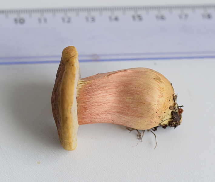 Xerocomus sp._1.0.jpg