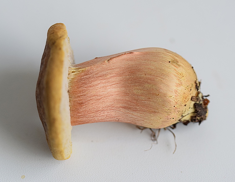 Xerocomus sp._1.1.jpg