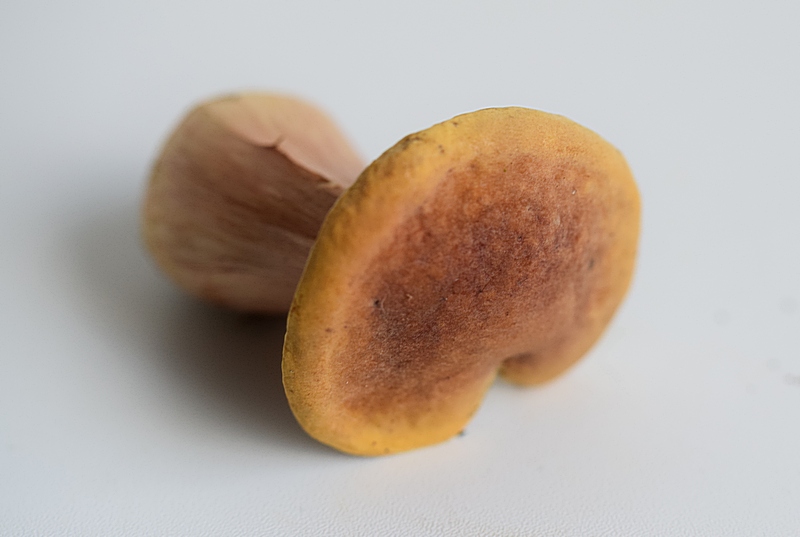 Xerocomus sp._1.2.jpg