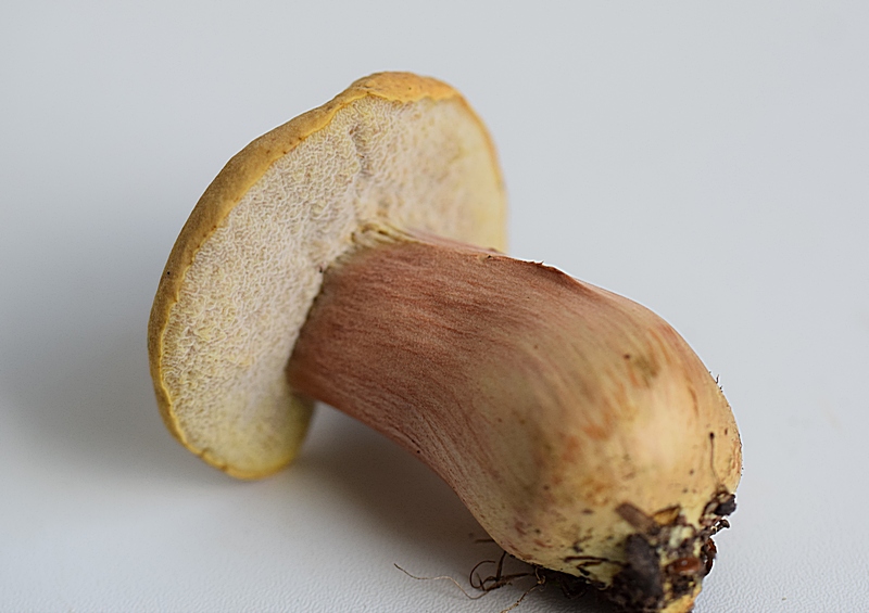 Xerocomus sp._1.3.jpg