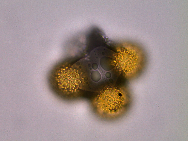 Coleosporium_tussilaginis_07.JPG