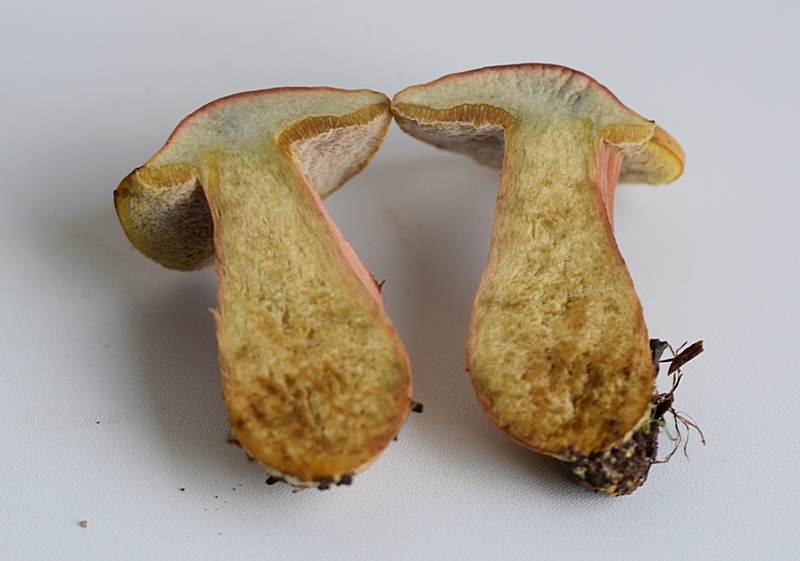 Xerocomus sp._1.4.jpg