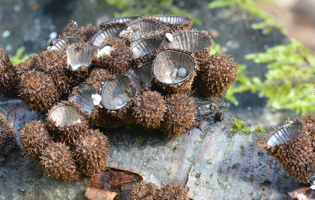 Cyathus_striatus.jpg