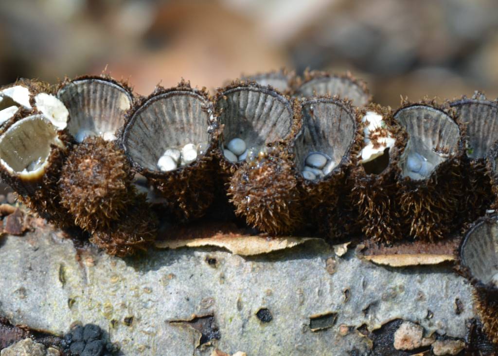 Cyathus_striatus004.jpg