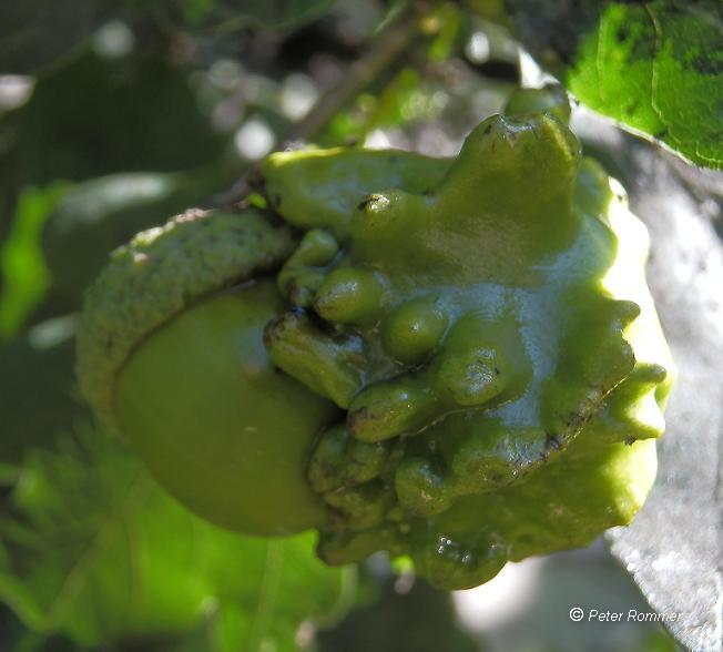 Andricus quercuscalicis_1.5.JPG