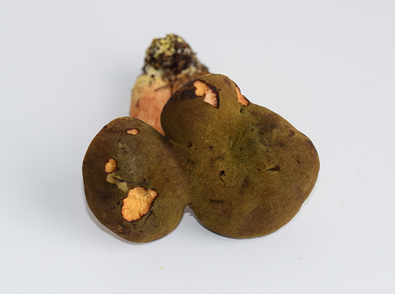 Siamesische Zwillinge_1.0a.jpg