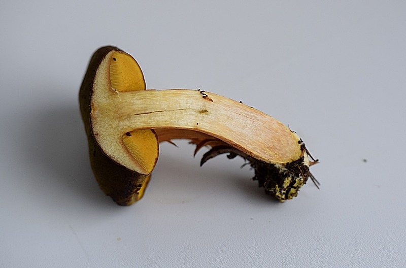 Siamesische Zwillinge_1.2.jpg