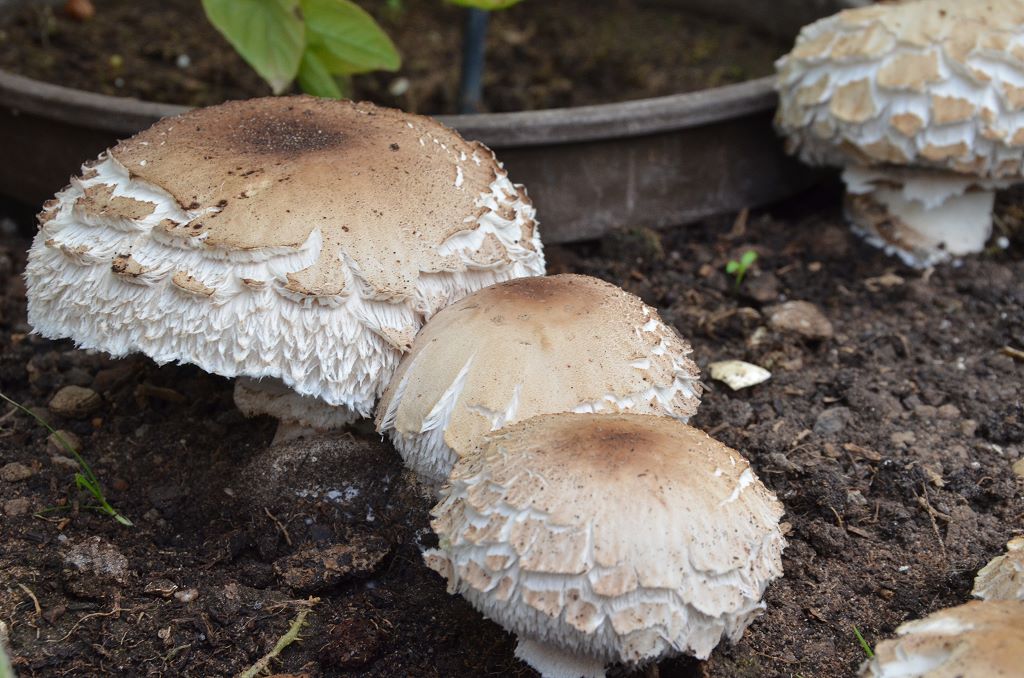 Chlorophyllum_venenatum003.jpg