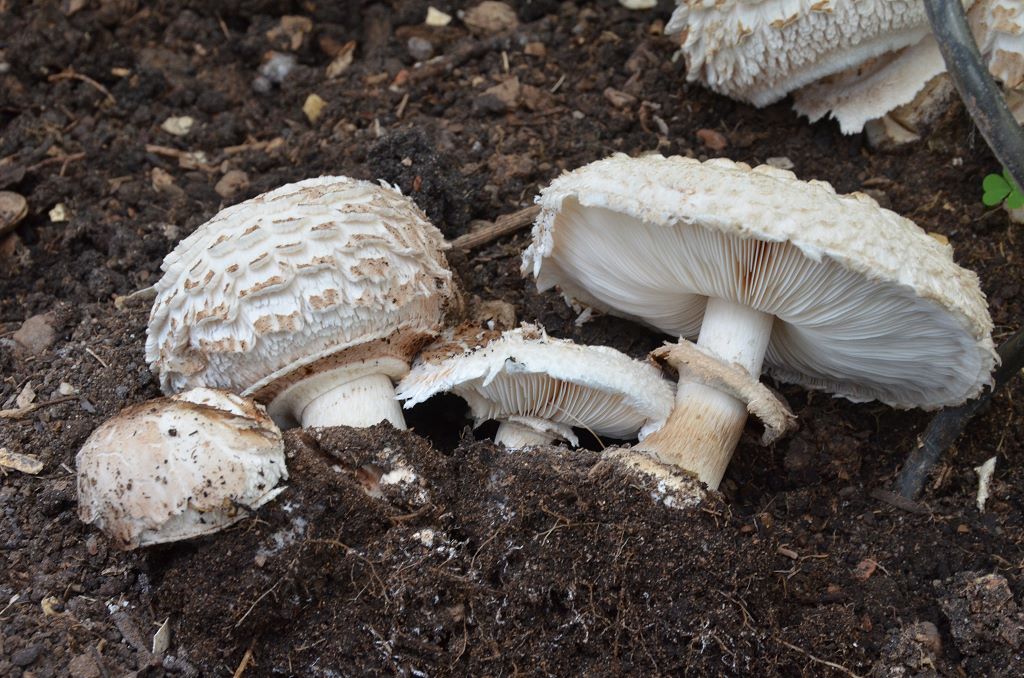 Chlorophyllum_venenatum004.jpg