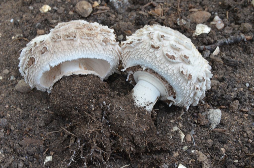 Chlorophyllum_venenatum005.jpg