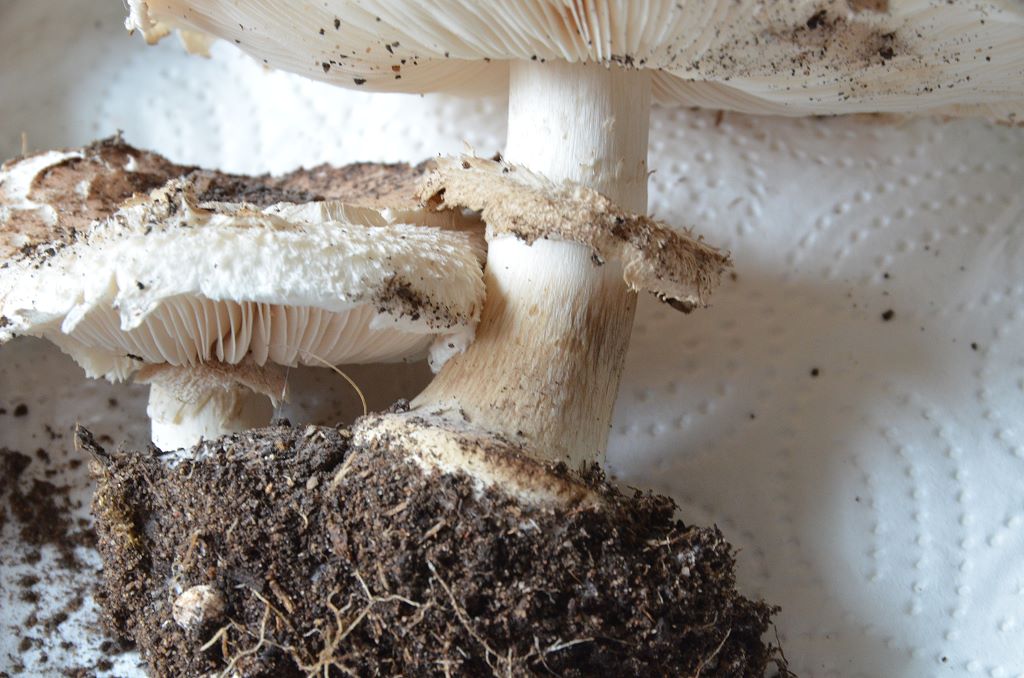 Chlorophyllum_venenatum006.jpg