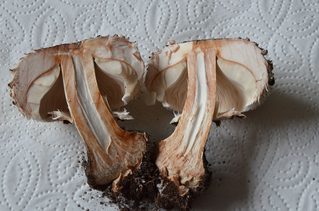 Chlorophyllum_venenatum007.jpg