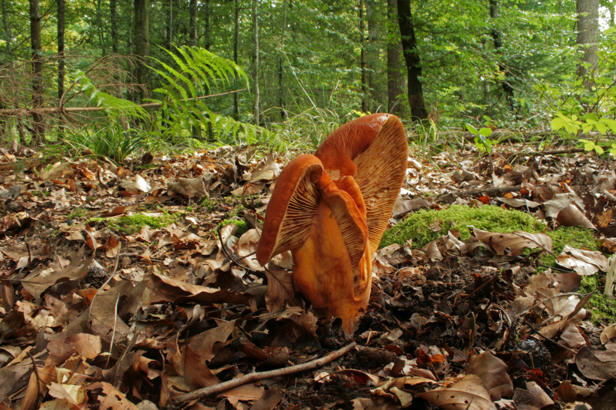 Lactarius_sp_Missbild_04_Dbw.jpg