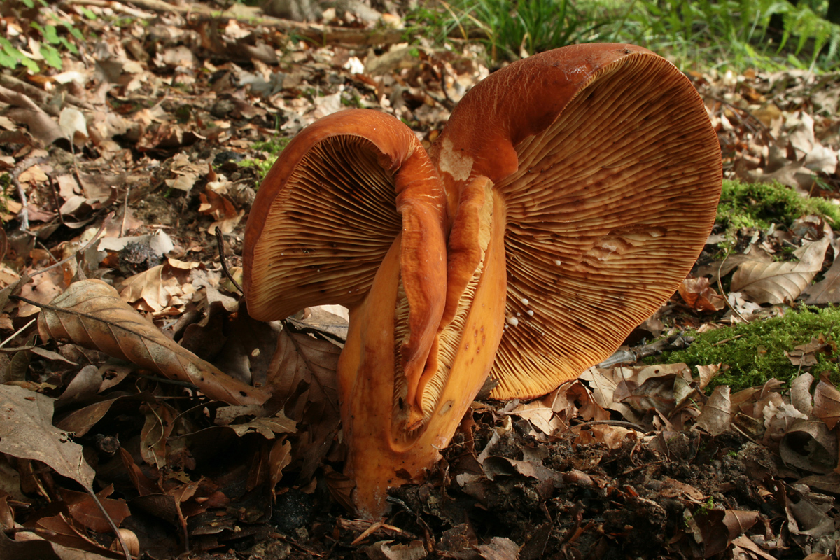 Lactarius_sp_Missbild_03_bw.jpg