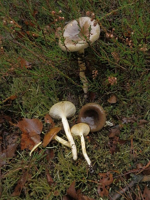 Hygrophorus hypothejus_1.0.jpg
