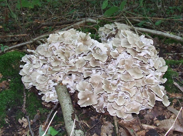 Pilz auf Totholz  1.jpg