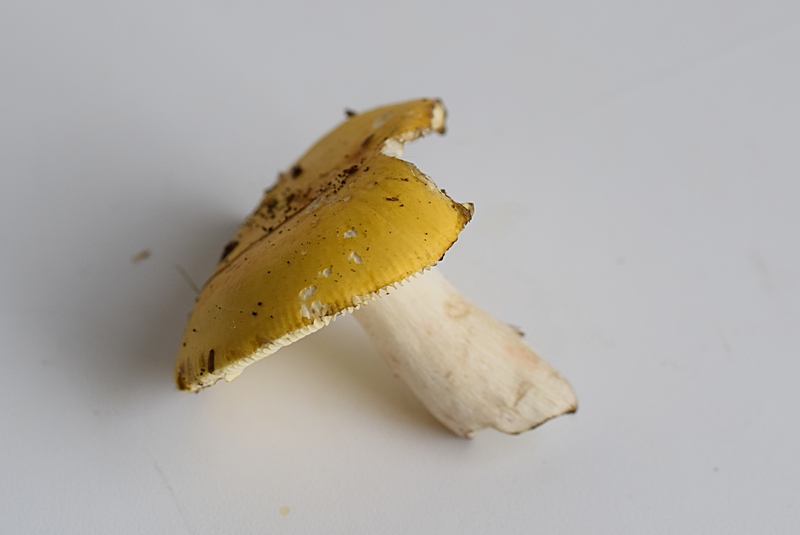 R. claroflava_1.2.jpg