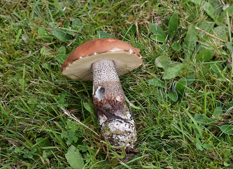 Lecc. quercinum_2.1.jpg