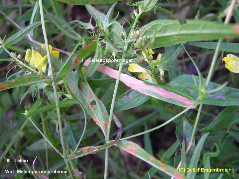 3-Coleosporium melampyri-III-1.8.2.2.3.14c.JPG