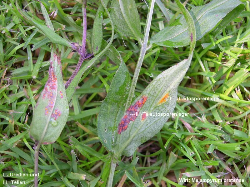 3-Coleosporium melampyri-II+III-1.8.2.2.3.14d.JPG